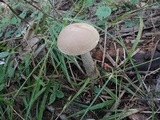 Leccinum subleucophaeum image