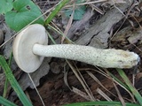 Leccinum subleucophaeum image