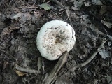 Lactarius controversus image