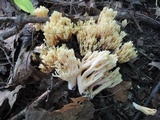 Ramaria formosa image