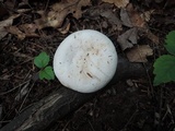 Lactarius subvellereus image