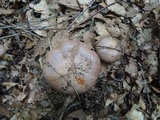 Lactarius argillaceifolius image