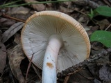 Amanita roseitincta image