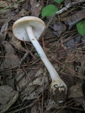 Amanita roseitincta image