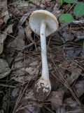 Amanita roseitincta image