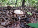 Amanita roseitincta image