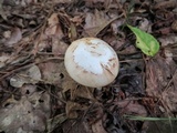 Amanita roseitincta image