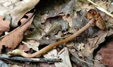Inocybe calospora image