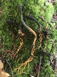 Tolypocladium ophioglossoides image