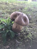 Tylopilus rubrobrunneus image