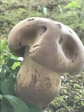 Tylopilus rubrobrunneus image