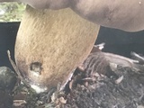 Tylopilus rubrobrunneus image