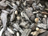 Parasola auricoma image