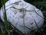 Lycoperdon pratense image