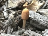 Parasola auricoma image