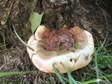 Ganoderma sessile image