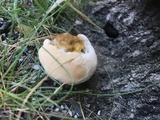 Ganoderma sessile image