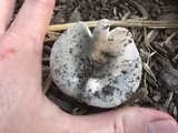 Russula modesta image