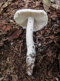 Amanita longipes image