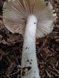 Amanita longipes image