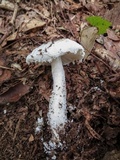 Amanita longipes image