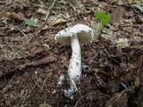 Amanita longipes image