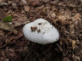 Amanita longipes image