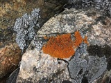 Xanthoria elegans image