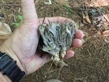 Clavulina cinerea image