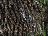 Dendrothele acerina image