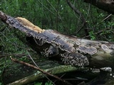 Bjerkandera adusta image