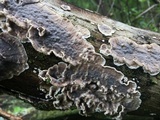 Bjerkandera adusta image