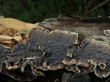 Bjerkandera adusta image