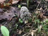 Morchella americana image