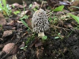 Morchella americana image