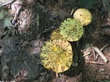 Suillus americanus image