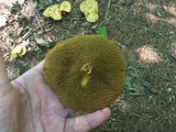 Suillus americanus image