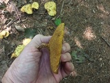 Suillus americanus image