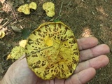 Suillus americanus image