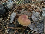 Tricholomopsis flammula image