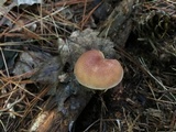 Tricholomopsis flammula image