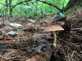 Tricholomopsis flammula image