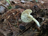 Tricholomopsis flammula image