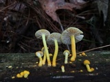 Cyptotrama chrysopepla image