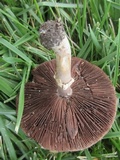 Agaricus placomyces image
