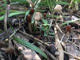 Parasola auricoma image