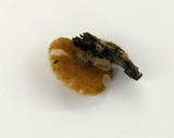 Crepidotus crocophyllus image