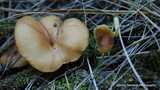 Tricholomopsis flammula image