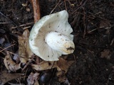 Russula parvovirescens image
