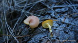 Tricholomopsis flammula image